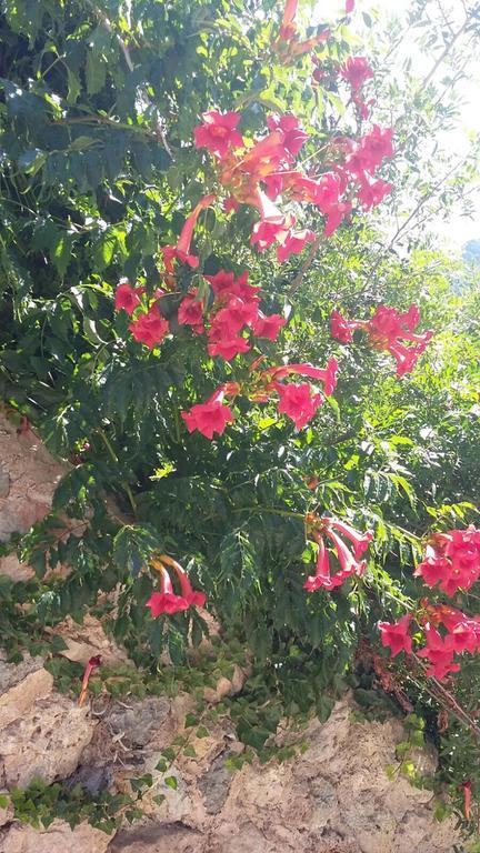 Son Niu Vell - La Hermossa Konuk evi Valldemossa  Dış mekan fotoğraf